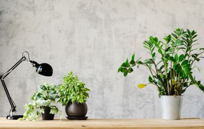 Wall Covering Installation in Denver County, CO